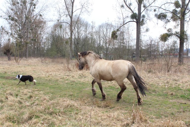 Konikpaard maakt hond duidelijk dat deze meer afstand moet houden