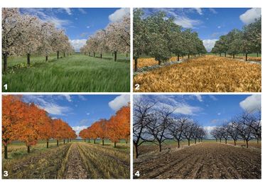 Agrobosbouw gedurende verschillende seizoenen (1: voorjaar, 2: zomer, 3: herfst, 4: winter)