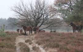 Exmoorpony's in natuurgebied de Maashorst