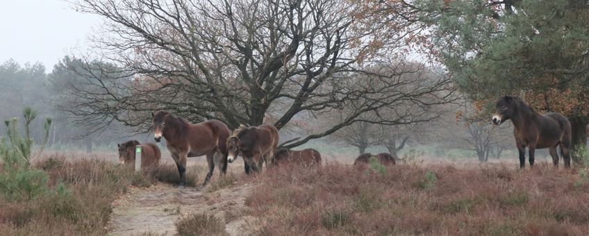 Exmoorpony's in natuurgebied de Maashorst