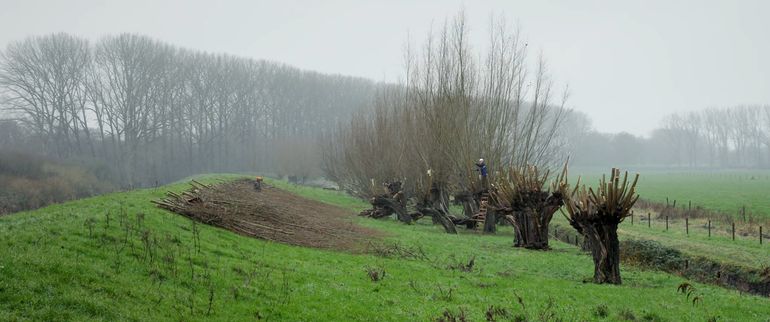 Madese Natuurvrienden bezig met wilgen knotten