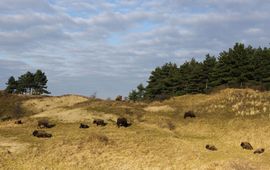 Wisenten in Kraansvlak