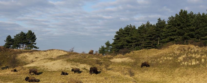 Wisenten in Kraansvlak