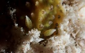 Onbeschreven naaktslak van de familie Dorididae