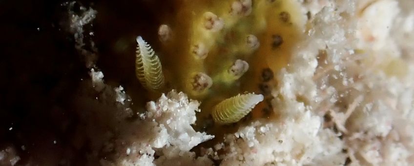 Onbeschreven naaktslak van de familie Dorididae