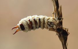 Paul Wouters en Marianne Horemans Entomophthora cf. forficulae op oorworm