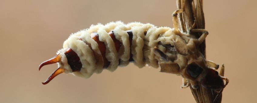 Entomophthora cf. forficulae op oorworm