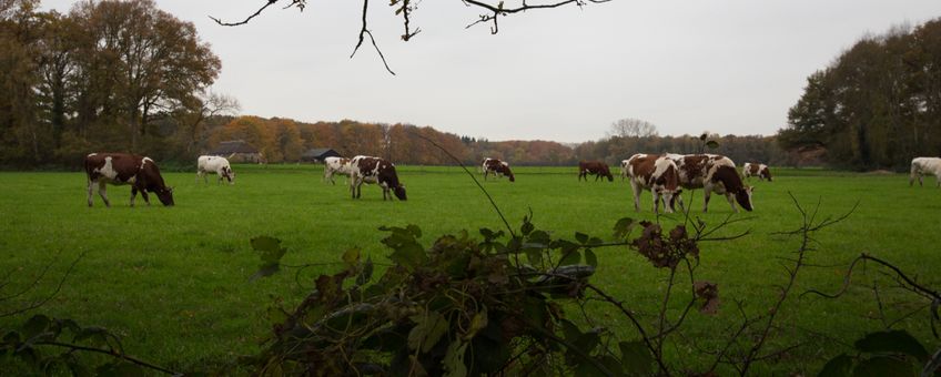 landschap in de Achterhoek