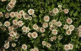 Trifolium repens. Witte klaver