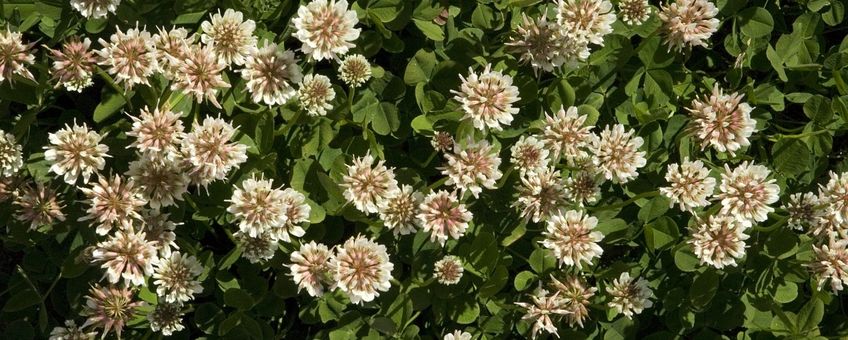 Trifolium repens. Witte klaver