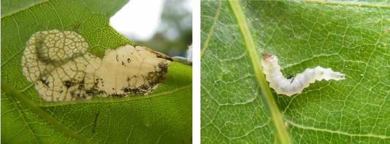 Mijn & rups van eikenpurpermot (Dyseriocrania subpurpurella)