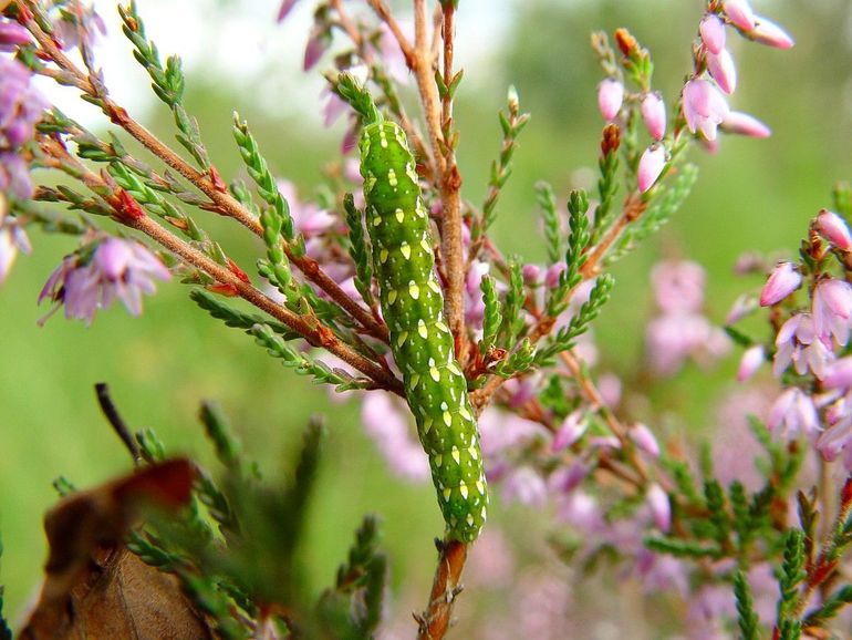 De rups van het roodbont heide-uiltje is perfect gecamoufleerd