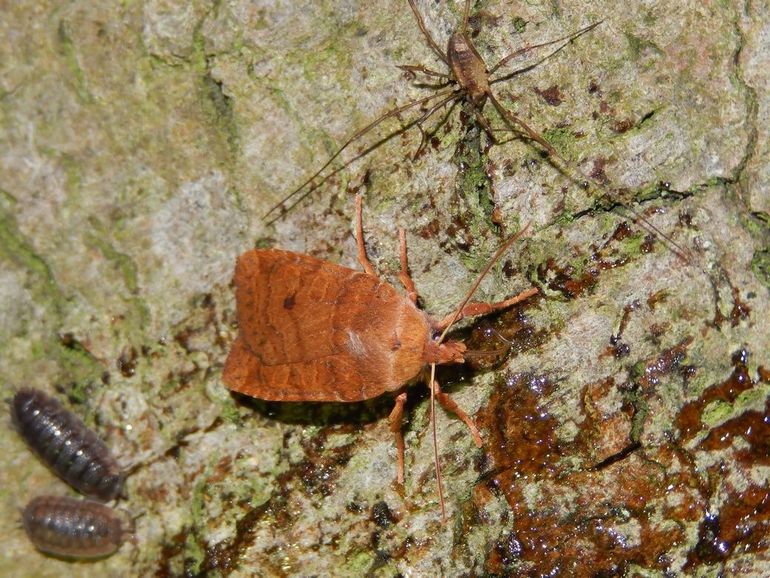 De bosbesuil is momenteel een van de meest voorkomende nachtvlinders op smeer