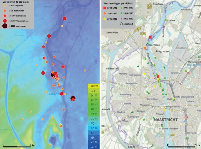 Grootte en ouderdom van de populaties van Rood dooiermos in Maastricht