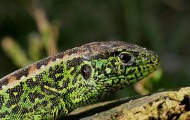 Groen mannetje zandhagedis