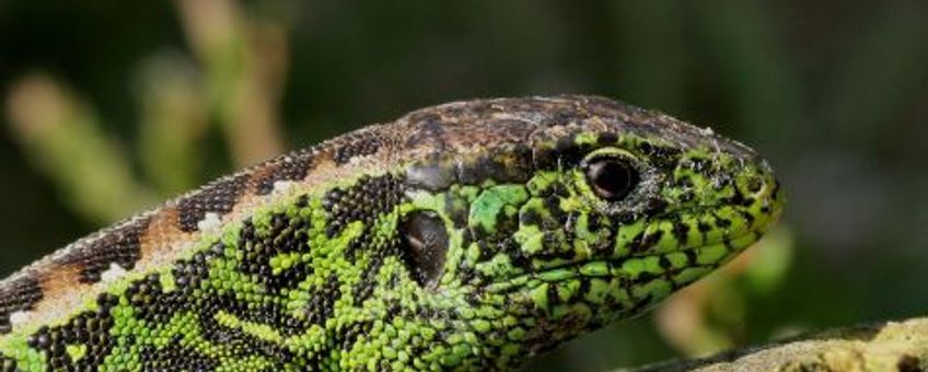 Groen mannetje zandhagedis