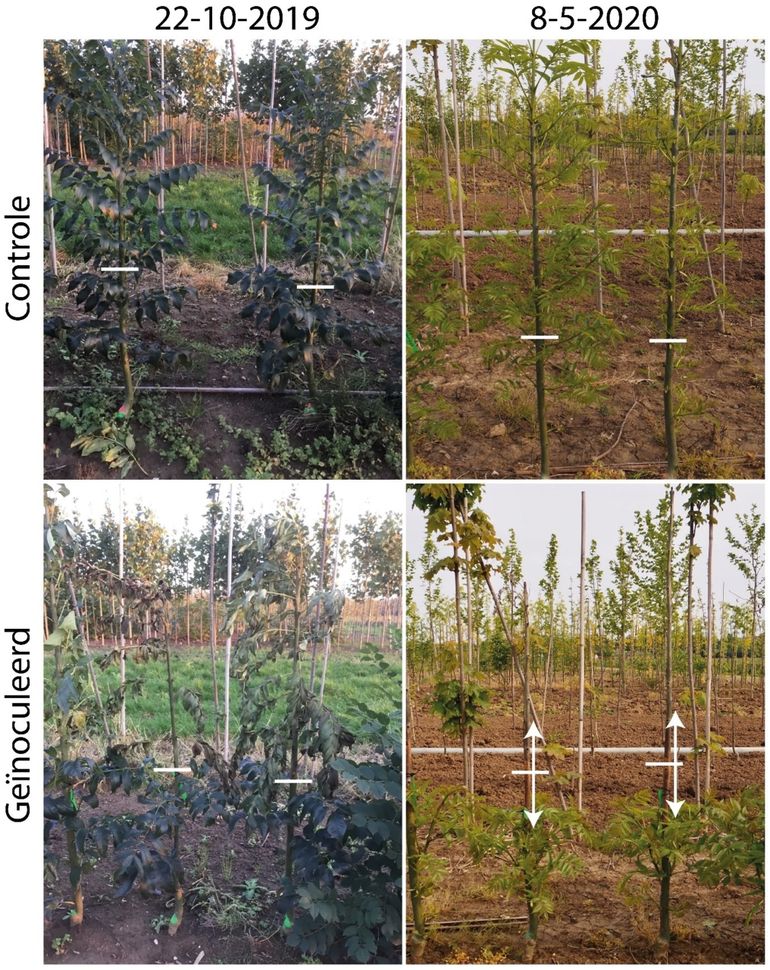 Fraxinus excelsior Westhof’s Glorie geïnoculeerd op 7-8-2019. In de controlebehandeling (boven) treedt geen sterfte op van de hoofdscheut, maar als de bomen worden geïnfecteerd met de schimmel (beneden) dan treedt er verwelking op van de bladeren (22-10-2019), waarna er grote laesies ontstaan (dubbele verticale pijl) en sterft de hoofdscheut af (8-5-2020)