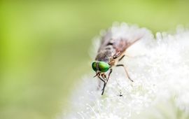 Vrouwtje Bloemdaas in de Ooijpolder bij Nijmegen.