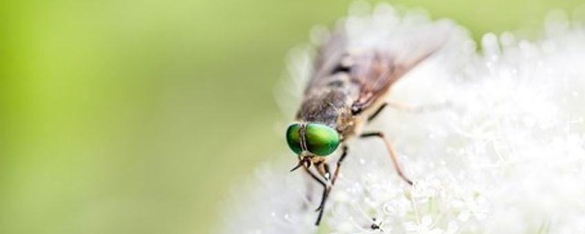 Vrouwtje Bloemdaas in de Ooijpolder bij Nijmegen.