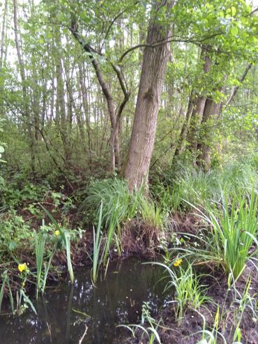 Elzenbroekbos met bloeiende gele lis