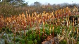 Polytrichum piliferum, Ruig haarmos
