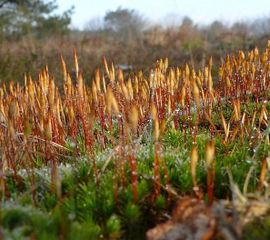 Polytrichum piliferum, Ruig haarmos