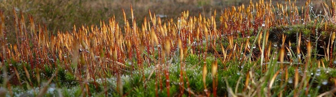 Polytrichum piliferum, Ruig haarmos