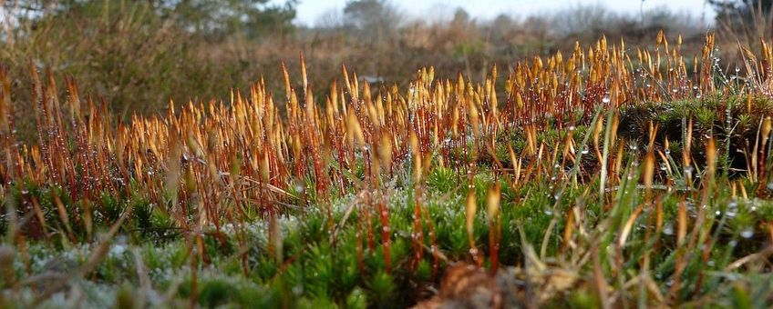 Polytrichum piliferum, Ruig haarmos