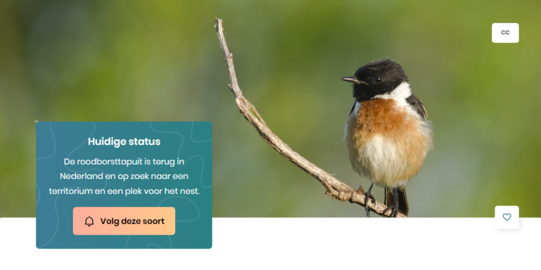 De status van de roodborsttapuit kan je volgen via de app