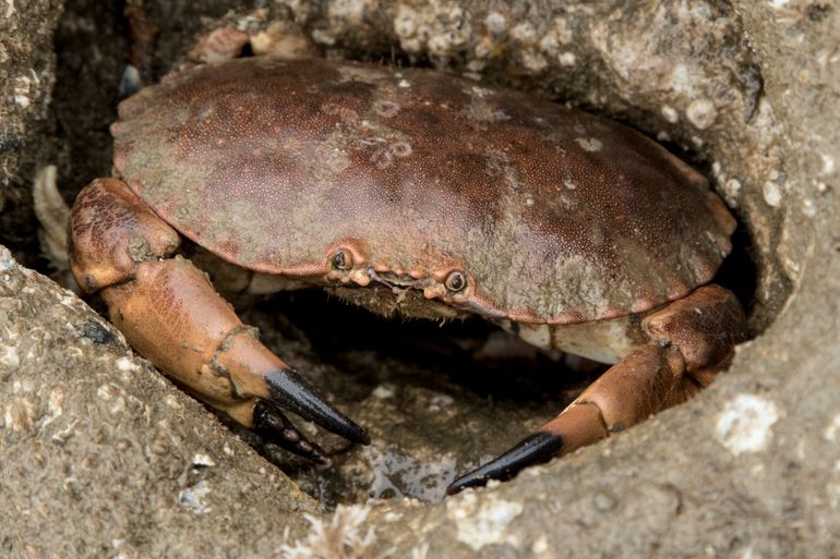 Noordzeekrabben gebruiken de riffen om van te eten