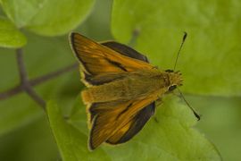 Thymelicus sylvestris. Geelsprietdikkopje, man