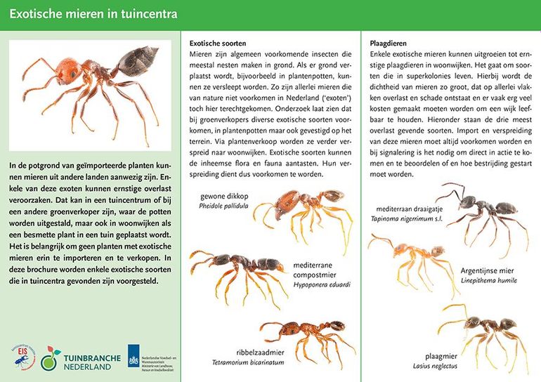Brochure over exotische mieren die meekomen met grond rondom planten