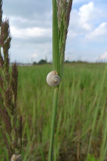 De Kleine kartuizerslak kruipt geregeld hoog in grassen en struiken. Zo beschermen ze zich tegen de warmte wanneer de zon de zandige bodem verwarmt