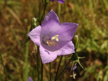 Bloem van het grasklokje, de meeldraden zijn al grotendeels verwelkt