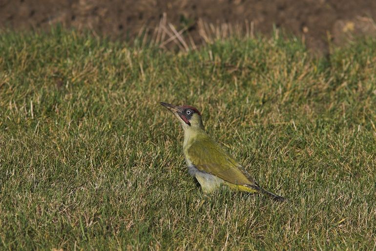 Groene specht