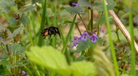 Zwarte sachembij vrouwtje bij hondsdraf, een van de stuifmeelplanten.