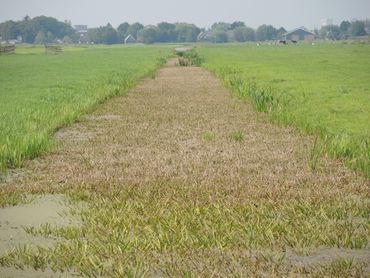 Bruin en minder vitaal krabbenscheer in Krimpenerwaard