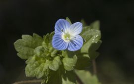 Veronica persica. Grote ereprijs