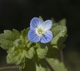 Veronica persica. Grote ereprijs