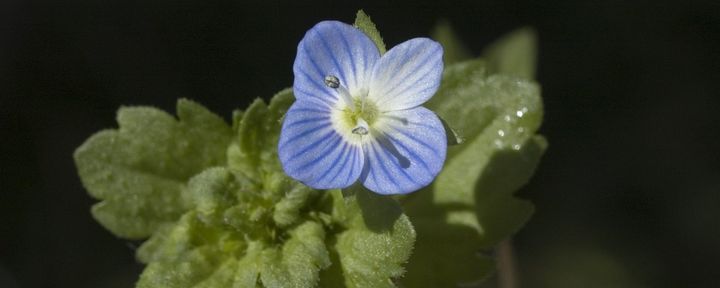 Nature Today | Natuurjournaal 26 Februari 2021