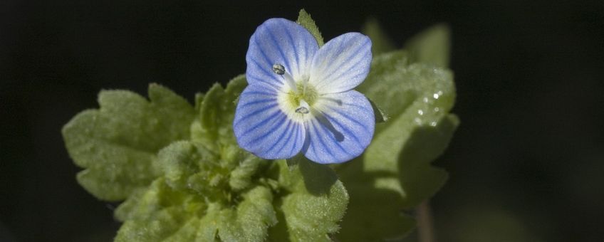 Veronica persica. Grote ereprijs