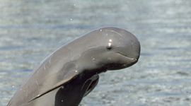 Irrawaddy dolfijn