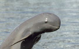 Naturepl.com Roland Seltre WWF Irrawaddy dolfijn