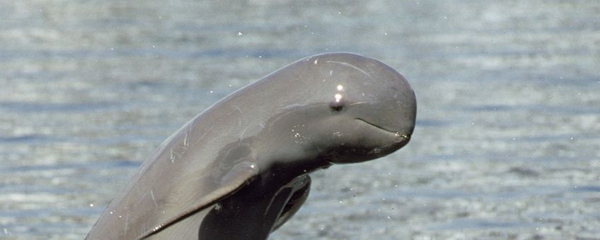 Irrawaddy dolfijn