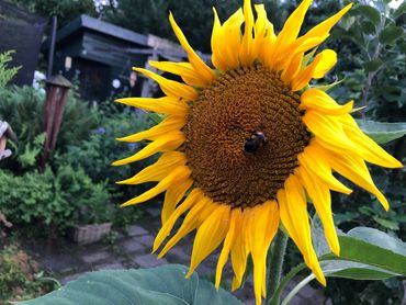 Hommel op zonnebloem