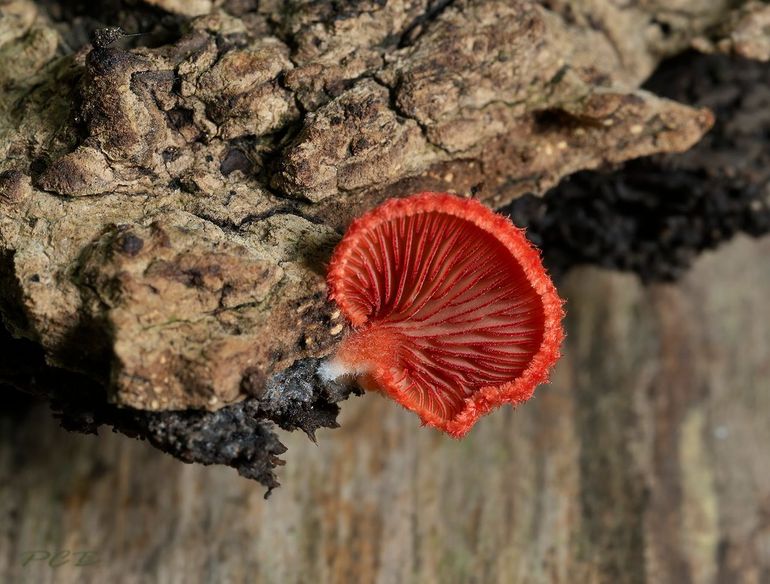 Crepidotus cinnabarinus