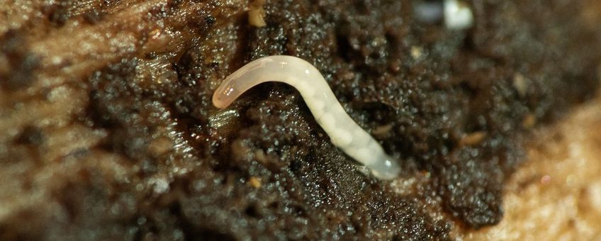 Melkwitte landnemertijn Leptonemertes chalicophora