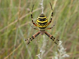 Argiope bruennichi 13, Wespspin, Saxifraga-Peter Meininger