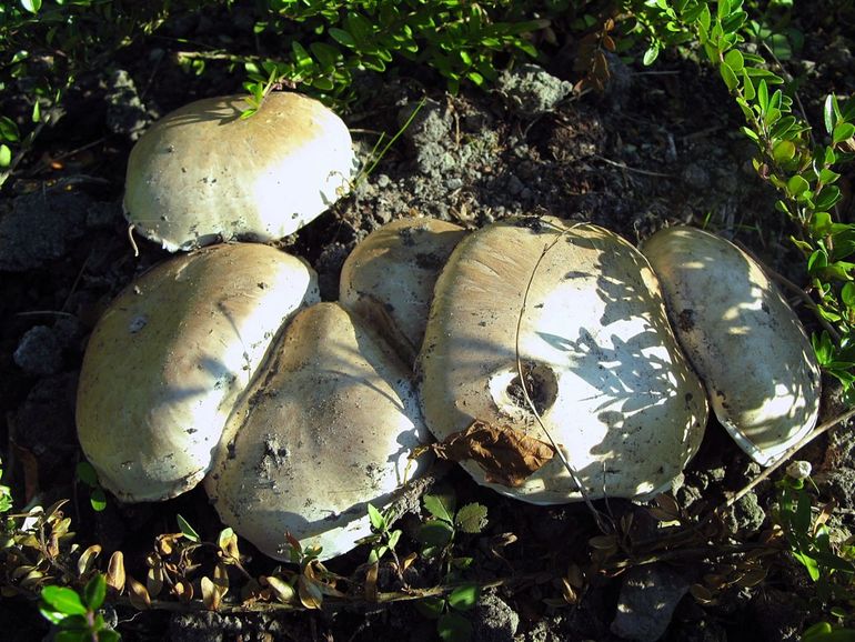 Gratis Gekweekte champignons