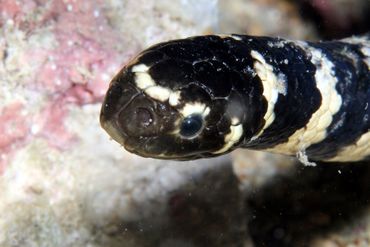 Striped turtle-headed seasnake